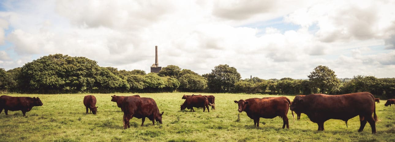 Tregullow Ruby Red Beef, from Etherington's Farm Shop