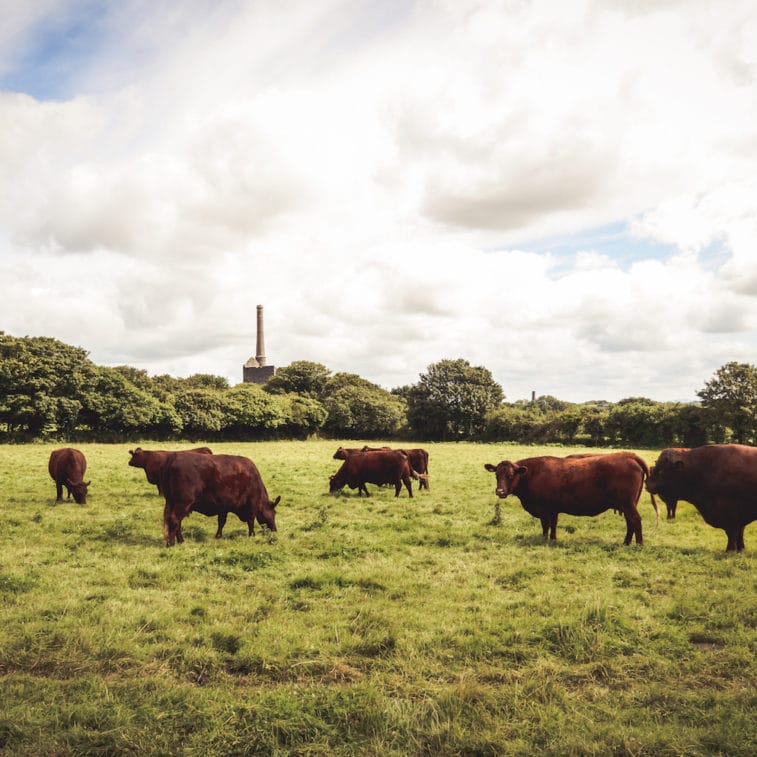 Tregullow Ruby Red Beef, from Etherington's Farm Shop