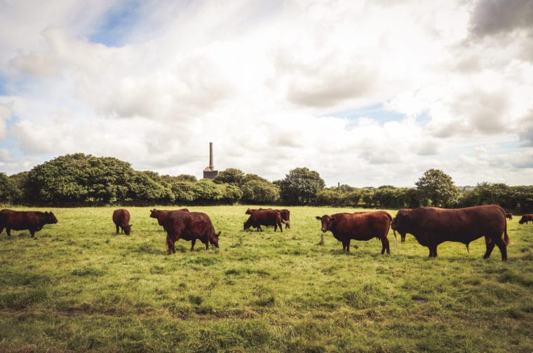 Tregullow Ruby Red Beef, from Etherington's Farm Shop